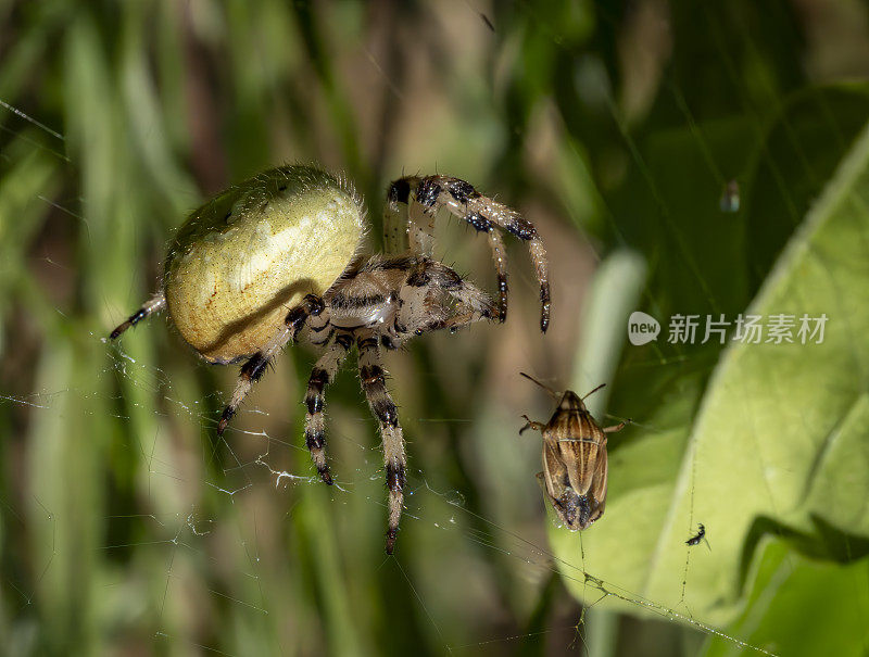 花园蜘蛛Aroniella Curcurbitina在网上，它的猎物部分包裹在游丝中